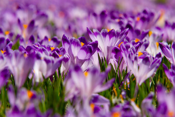 crocus