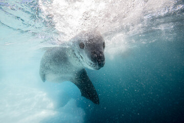Leoapard seal underwater in Antarctica