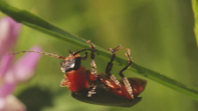 Macro shot of soldier beetle Cantharis pellucida hanging from blade of grass cleaning its palps and mouth after eating in Loch Dochart, Scotland
