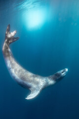 Leopard seal underwater in Antarctica
