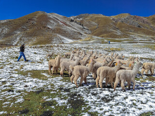 Alpacas en los andes peruanos