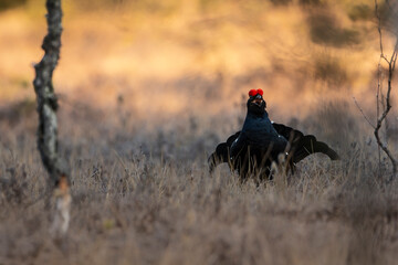 Black grouse on a bog a cold aprilmorning.