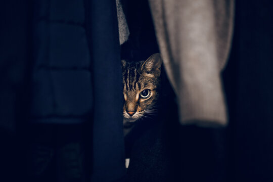 Funny scared tabby pet cat hiding in clothes at closet. Cute adorable surprised fluffy hairy striped domestic animal with green eyes sheltered in a wardrobe. Adorable frightened kitten looking out.