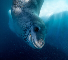 Leopard seal underwater in Antarctica