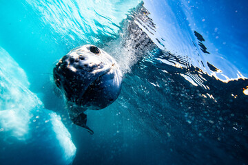 Leoapard seal underwater in Antarctica