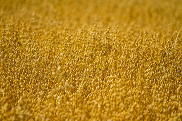 fields of wheat