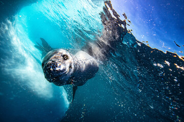 Leoapard seal underwater in Antarctica