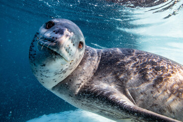 Leopard seal underwater in Antarctica