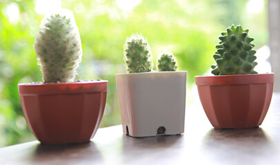 Cactus or Succulents grow in pots on a blurred background, close-up cactus on a blurred background.