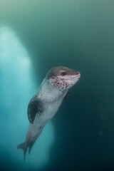 Naklejka premium Leopard seal underwater in Antarctica