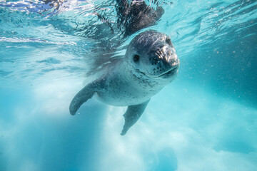 Leopard seal underwater in Antarctica