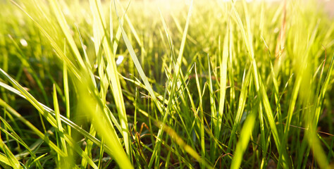 Natural green eco sunny background with grass and light spots. Close-up view on the fresh green grass in the sunny morning.
