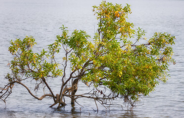 Rankin Bottom Wildlife Refuge near Newport, Tennessee