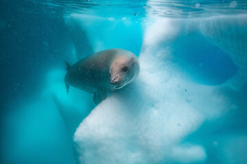 Fototapeta premium Crabeater seal underwater