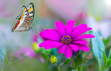 Spring natural landscape with wild flowers on meadow and fluttering butterflies on blue sky background. Dreamy soft air artistic image. Soft focus, author processing.