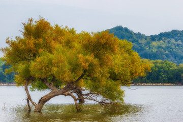 Rankin Bottom Wildlife Refuge near Newport, Tennessee