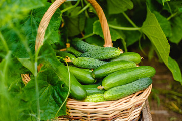 Harvest cucumbers in the greenhouse. A full basket of vegetables. Summer harvest