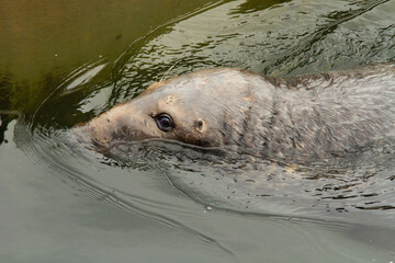 seal on the beach