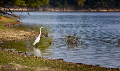 Great Egret hunts along shoreline