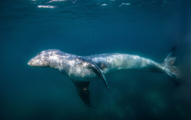 Naklejka premium Leopard seal underwater