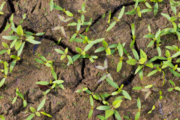 Close up of new growth in cracked dried mud
