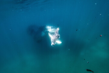 Fototapeta na wymiar Leopard seal hunts penguin underwater