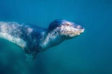 Leopard seal underwater