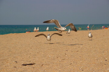 Fototapeta na wymiar Seagulls fly over the sea sand