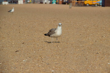 Seagull stands on the sand