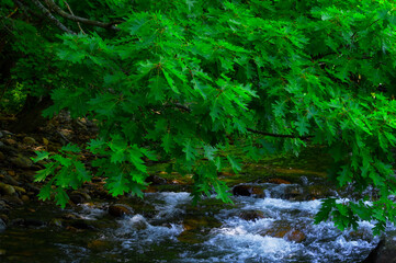 Naklejka na ściany i meble Flowing water over river rocks under green leaves of tree branches