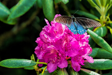 Butterfly on a pink Catawba Rhododendron