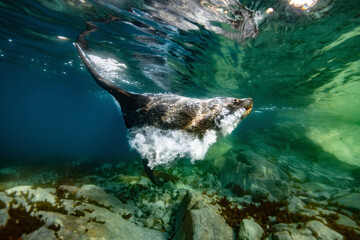 Fur seal underwater