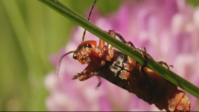 Frontal macro shot of soldier beetle Cantharis pellucida hanging from blade of grass cleaning itself after eating with a pink flower in the background in Loch Dochart, Scotland
