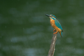 Kingfisher in the rain.