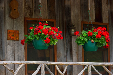 Fototapeta na wymiar Red Geraniums hand on a front porch