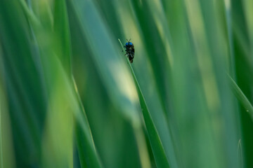 Fly on grass.