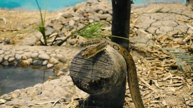 Young python snake sitting on tree trunk in zoo park in India I Young Indian species python sitting on tree trunk in zoo park
