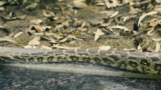 A Young Indian python snake looking for escape in zoo park behind the glass in India I
Closeup of young Indian python with adorable skin texture in zoo park in India