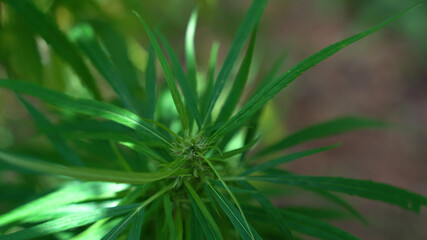 Outdoors Cannabis, Marijuana Plants. Thailand tropical area.