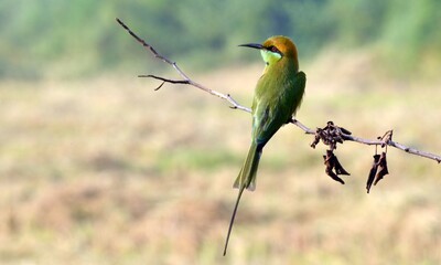 Green bee eater