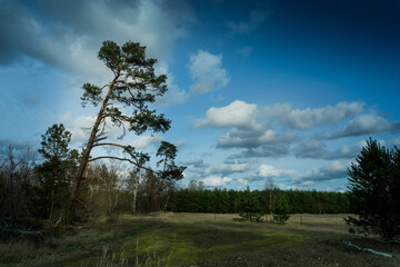 einsame Kiefer in der Heide
