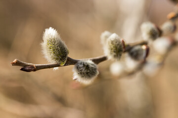willow buds in spring