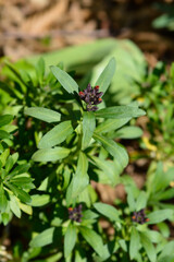 Fototapeta premium Orange Wallflower