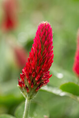 Red crimson clover blossom in the spring sunlight. (Trifolium incarnatum). Selective focus