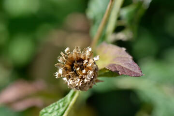 Pink Bachelors Button