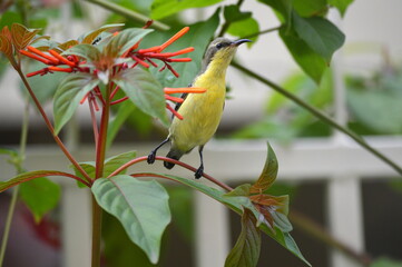 Young sun bird (female)