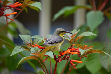 Young sun bird (female)