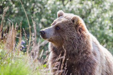 Obraz premium Grizzly Bear