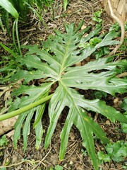 Obraz premium delicious monster -- monstera deliciosa