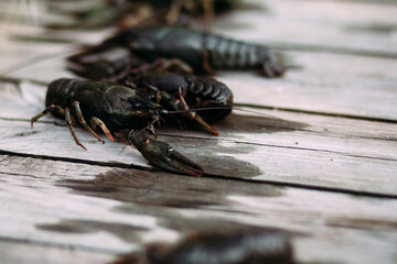 Live crayfish on wooden background